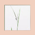 Insects & Grasses / Helen Douglas 