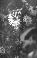[untitled] / Michelle Osorio
